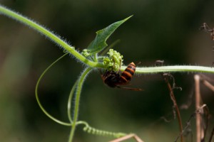 アレチウリの雌花とスズメバチ