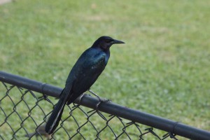 Boat-tailed Grackle ♂