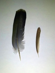 左、アオバトの羽。右、スズメの羽