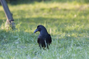 ハシブトガラス　二子玉川　兵庫島公園にて（5月17日　撮影）