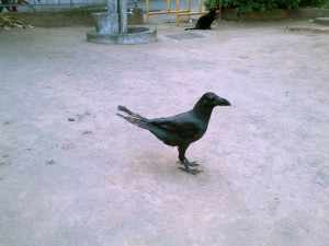 近所の公園にて　目をキラキラさせて、しっぽをピンと立てて、おねだり。愛嬌たっぷり、愛想たっぷり振りまいているのに、なんで無視されるんだろうって思い始めたんだろう。（5月18日撮影）